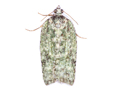 Acleris literana